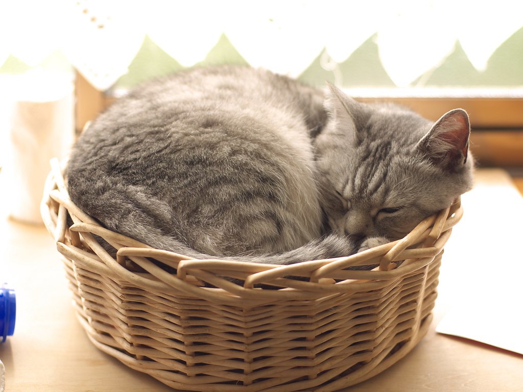 a cat curled up in a basket